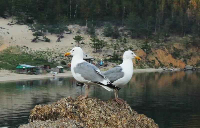 Байкальский Баклан птица