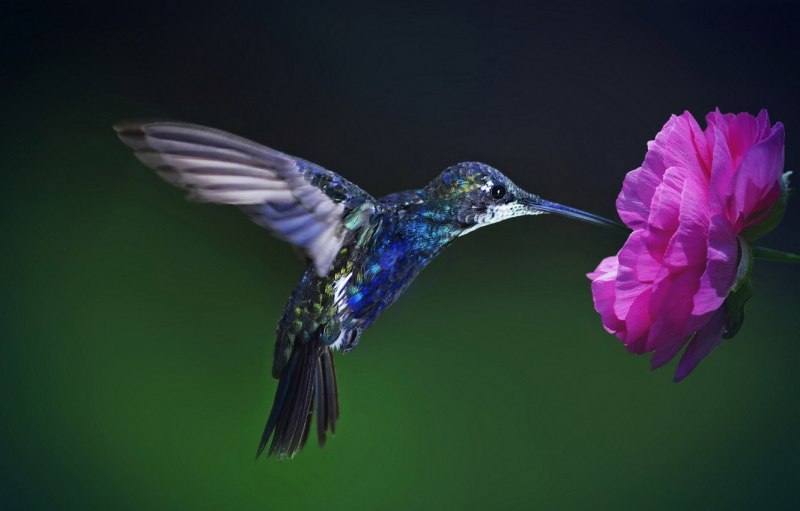 Колибри trochilidae