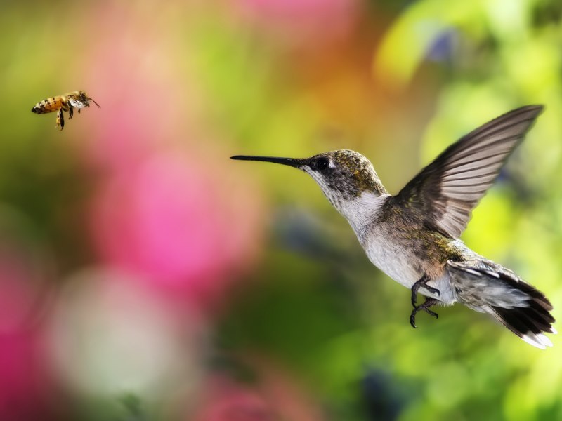 Ruby throated Hummingbird птица
