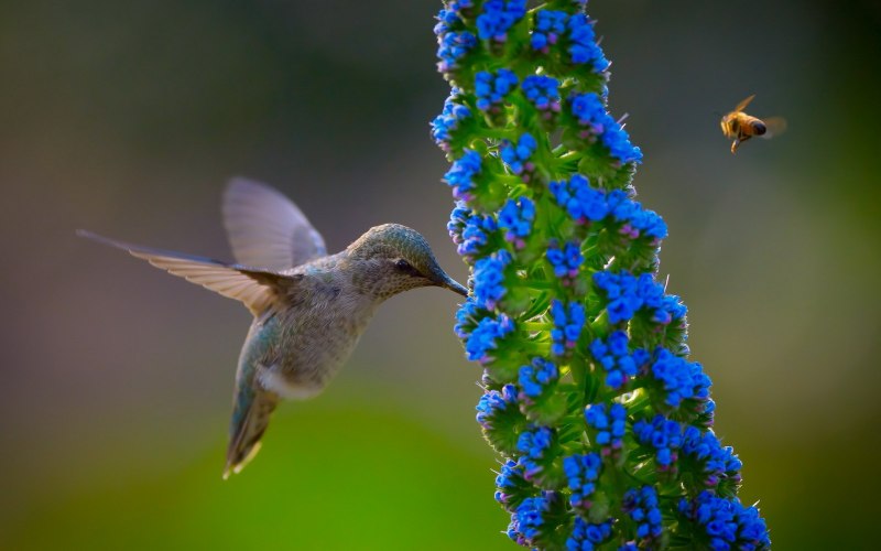 Колибри trochilidae