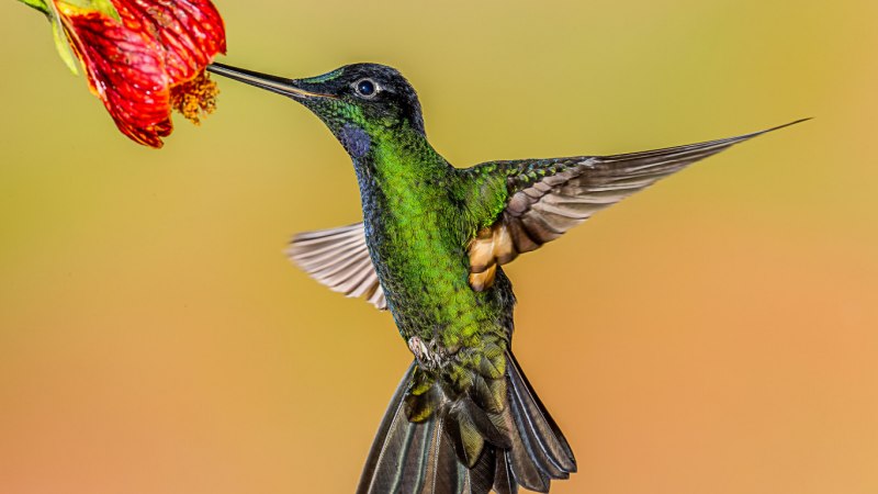 How to photograph Hummingbirds without Flash