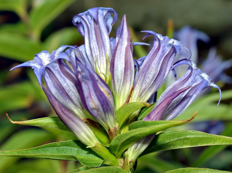 Gentiana freyniana