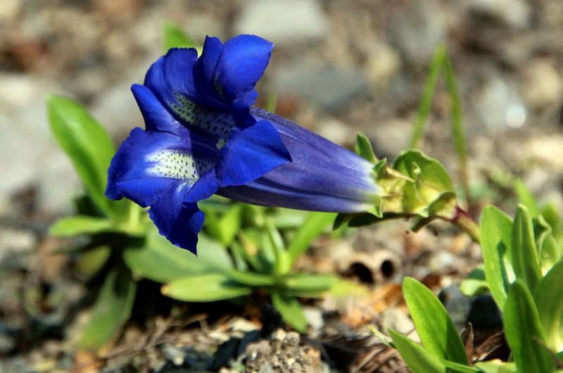 Семейство Горечавковые (Gentianaceae)
