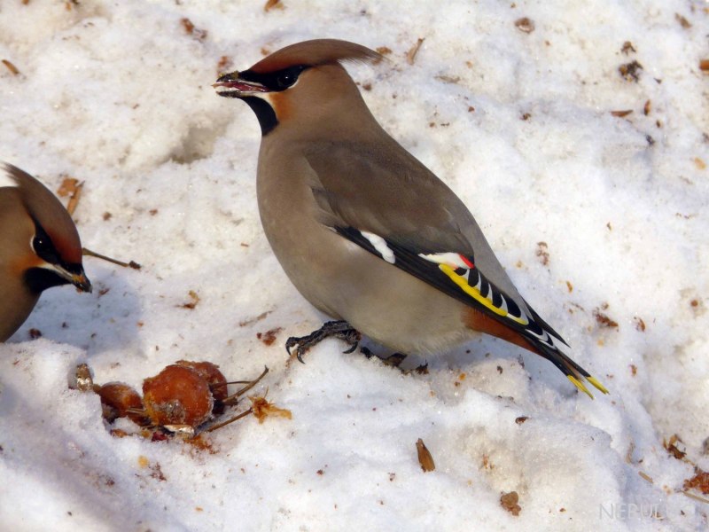 Bombycilla garrulus