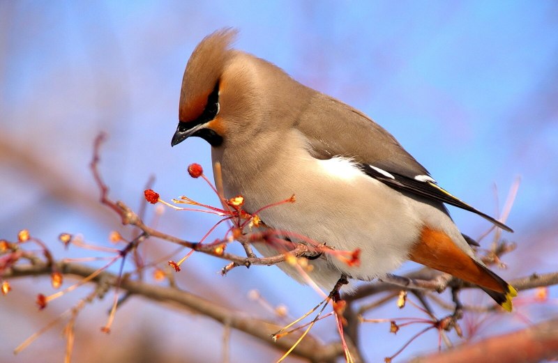 Браминский скворец (Sturnus pagodarum)