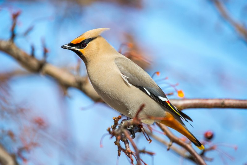 Свиристель обыкновенный (Bombycilla garrulus)