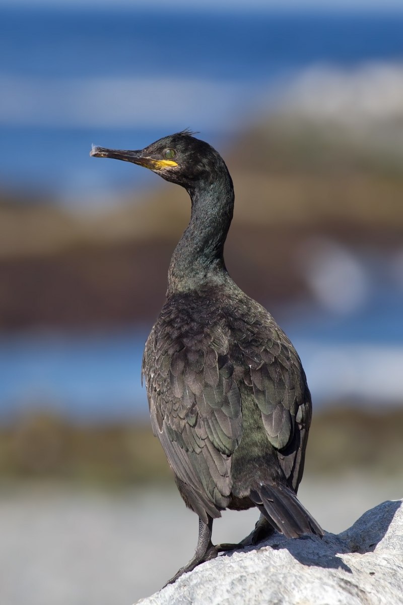 Phalacrocorax Carbo