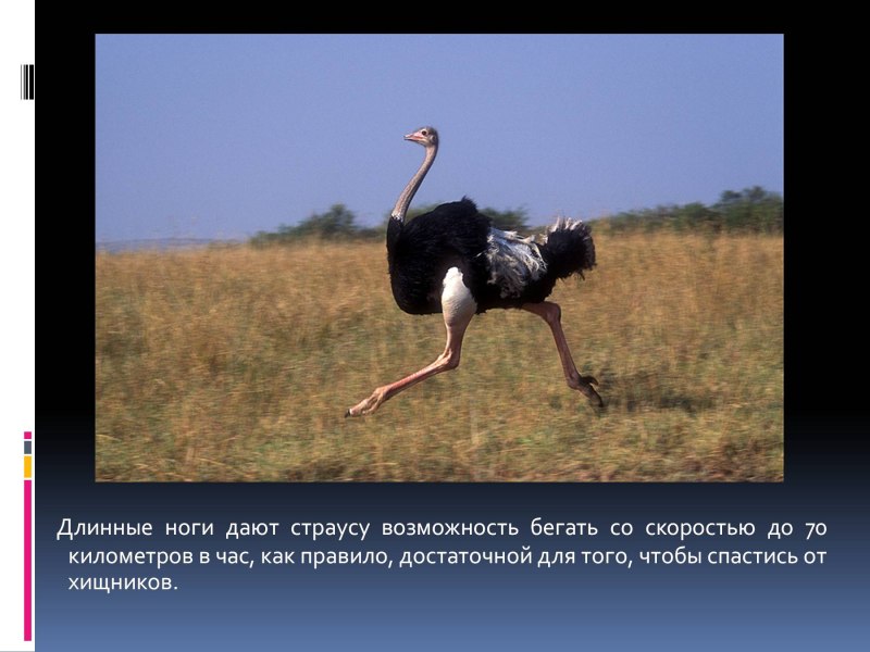 Отряд Страусообразные презентация