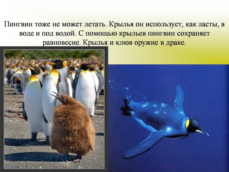 Попугай какапо