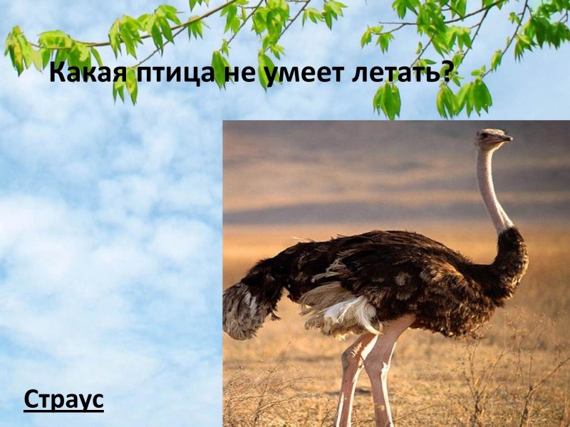 Какие птицы умеют летать