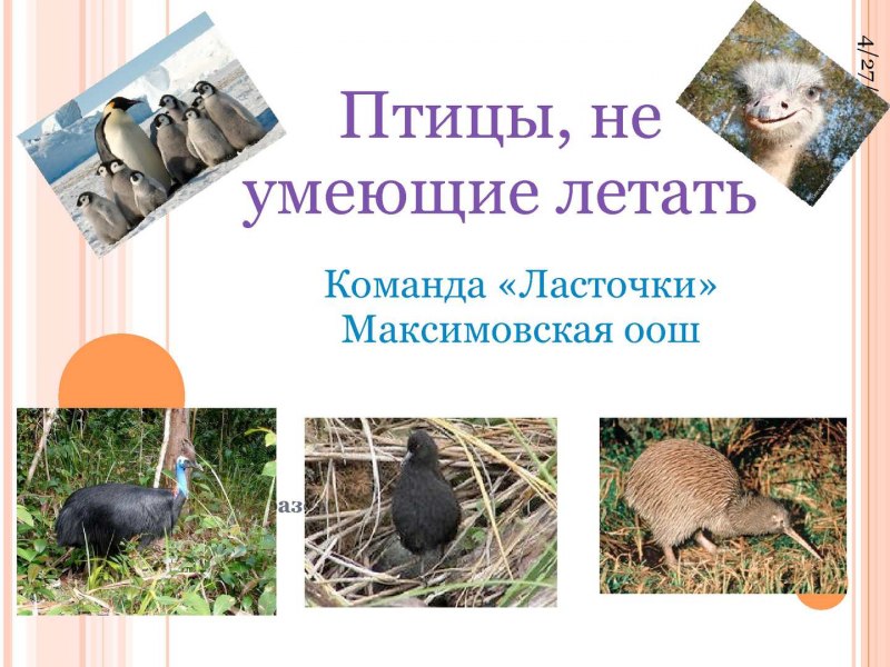 Птицы не умеющие летать список