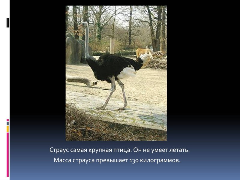 Летающий Пингвин