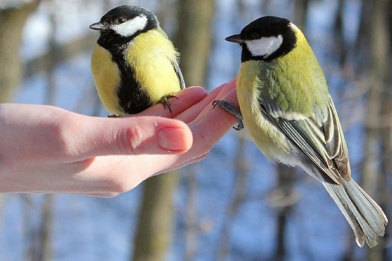 12 Ноября день птиц синички-