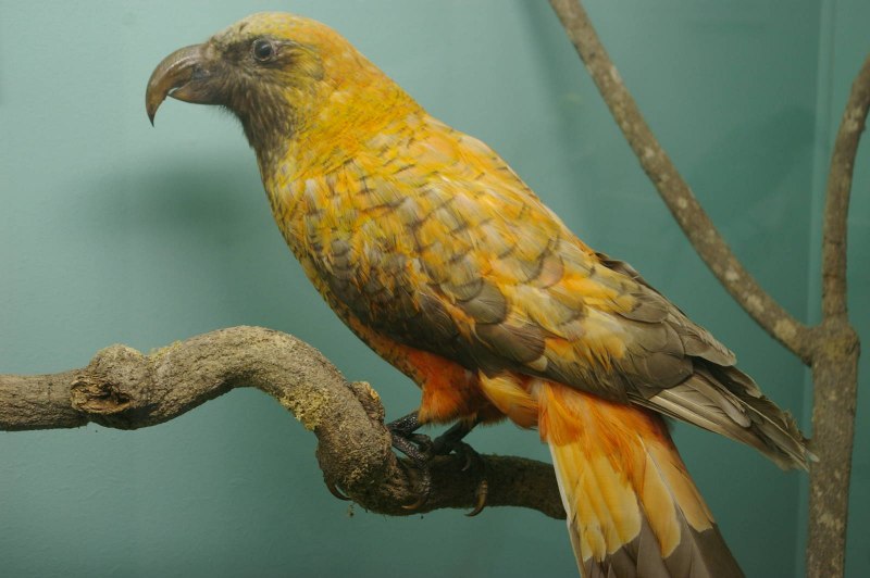 Nestor meridionalis