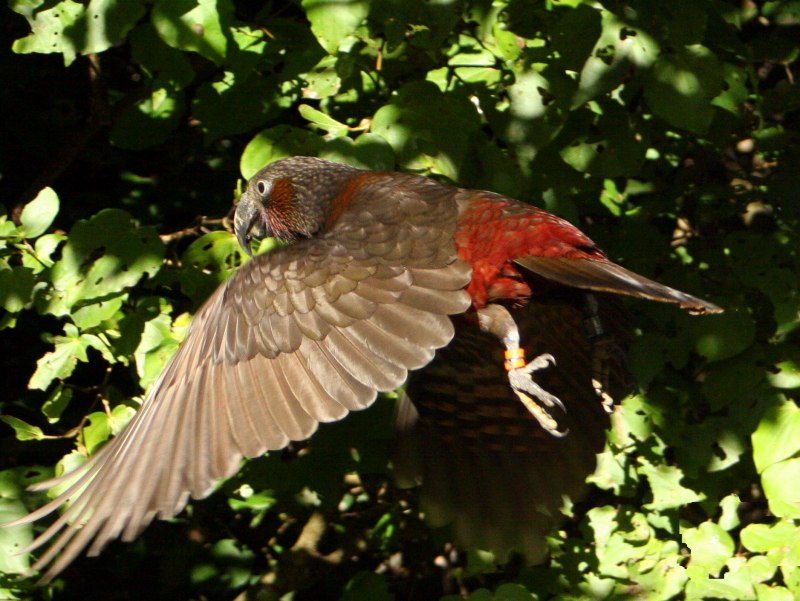 Nestor meridionalis