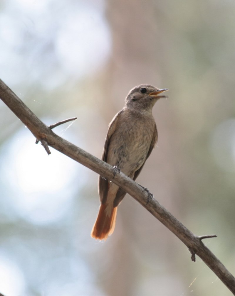 Соловей-красношейка Luscinia Calliope