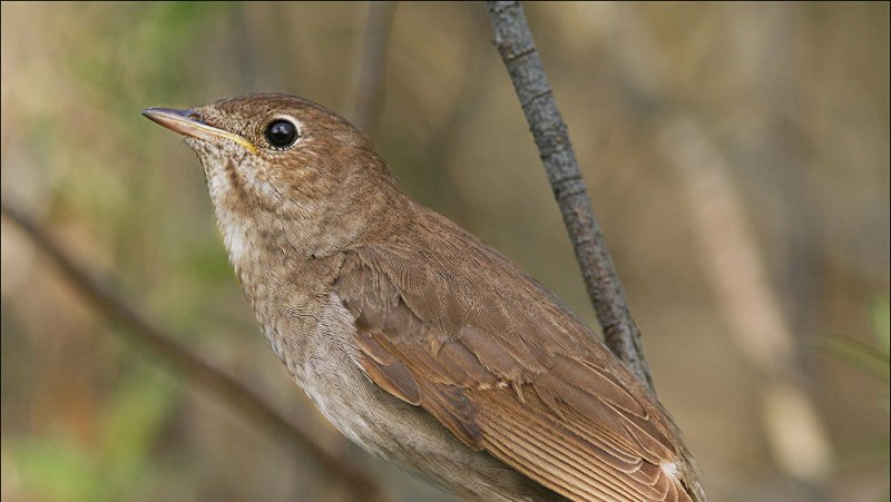 The Thrush Nightingale (Luscinia Luscinia)