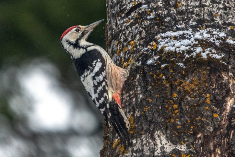 Picus viridis (зеленый дятел)