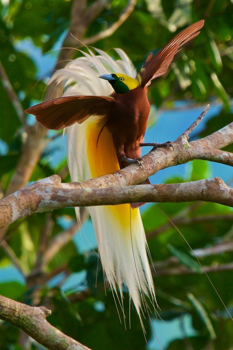 Paradisaea Rudolphi