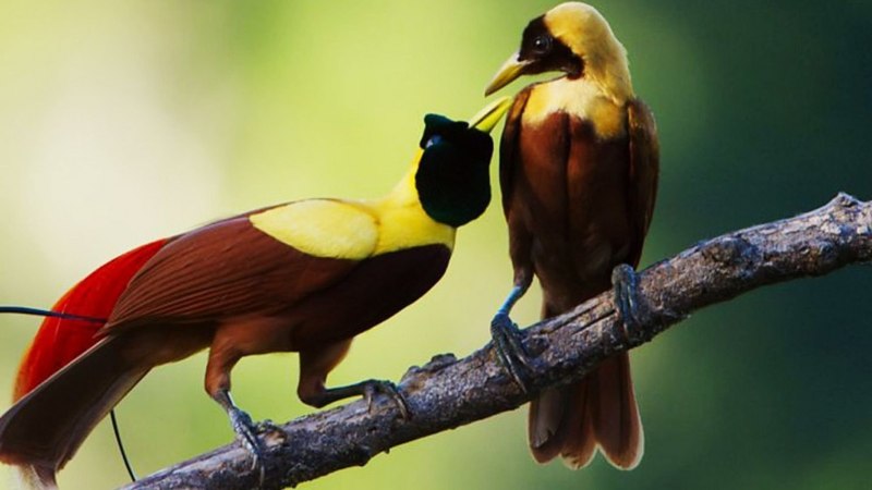 Paradisaea apoda