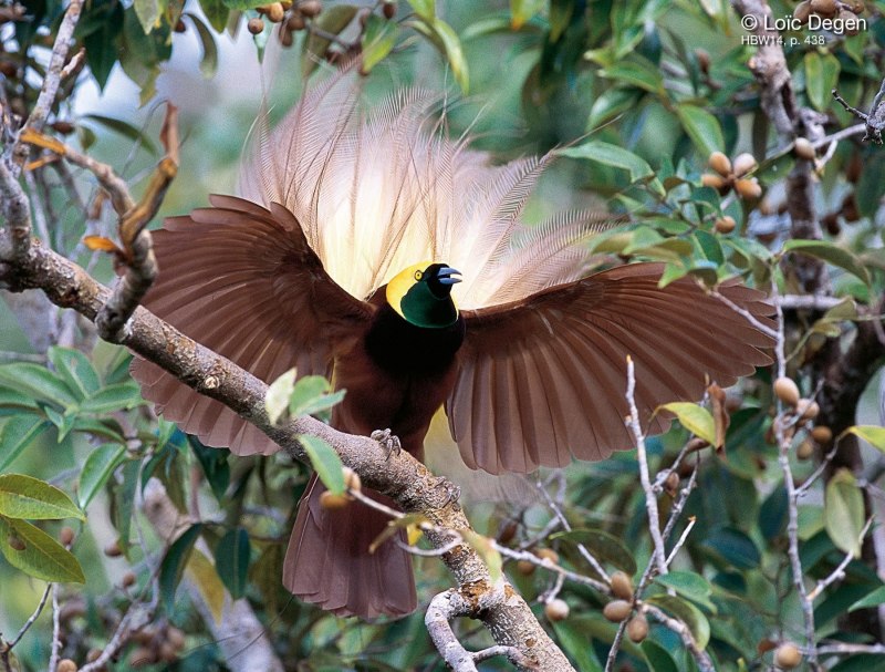Paradisaea Rudolphi