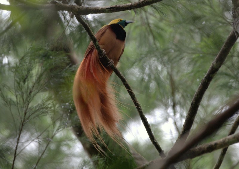 Paradisaea apoda