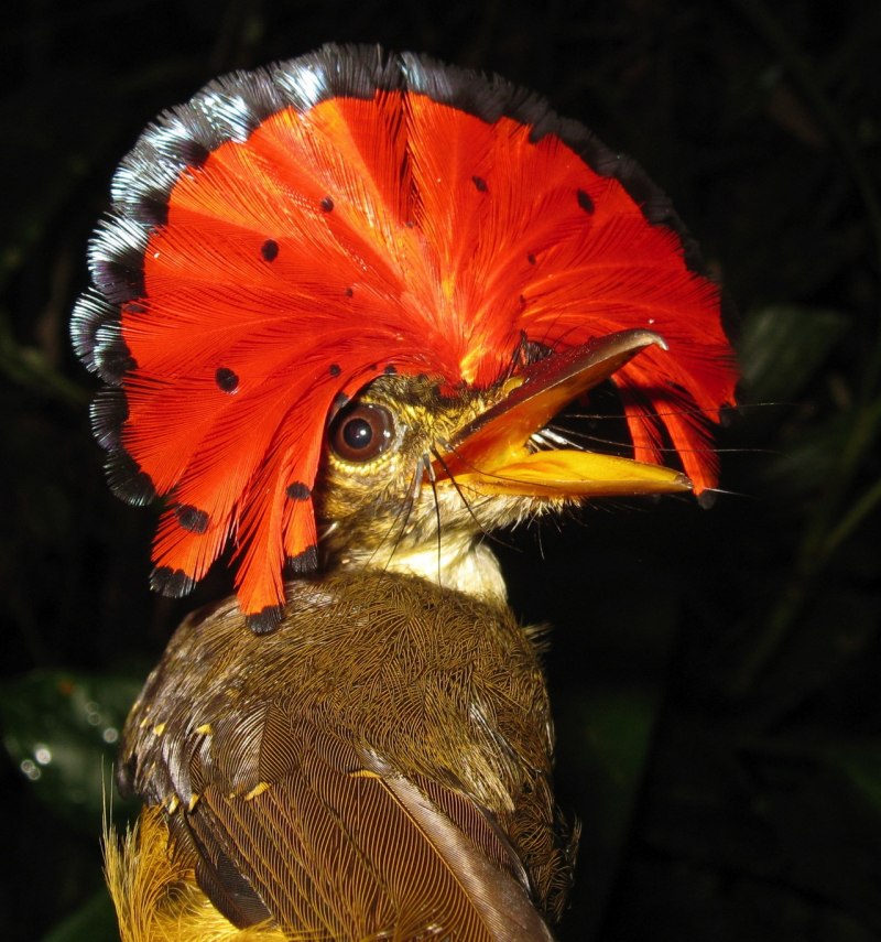 Paradisaea Raggiana
