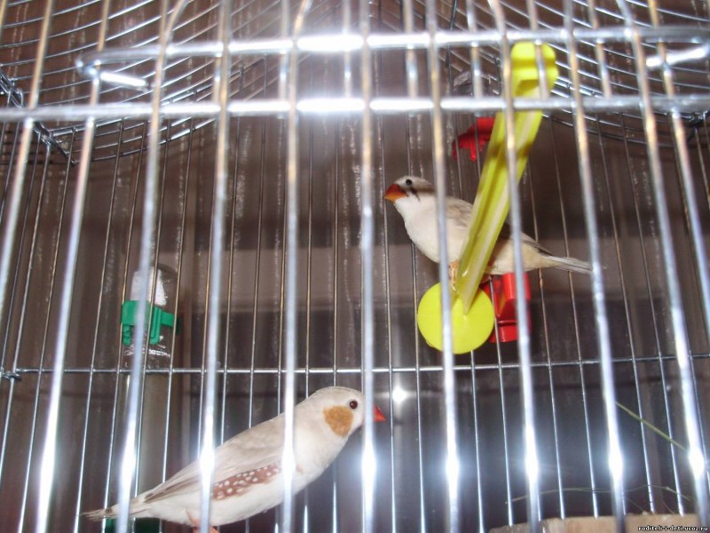 Zebra Finch птица