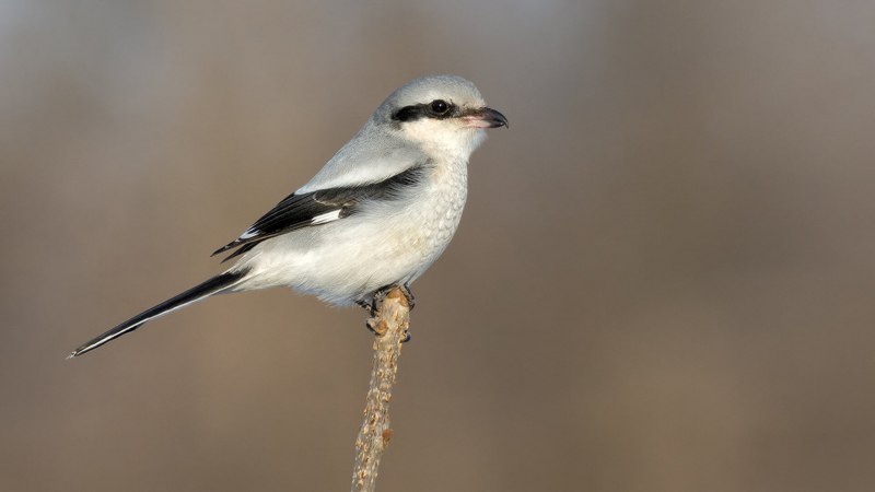 Серый сорокопут Lanius excubitor
