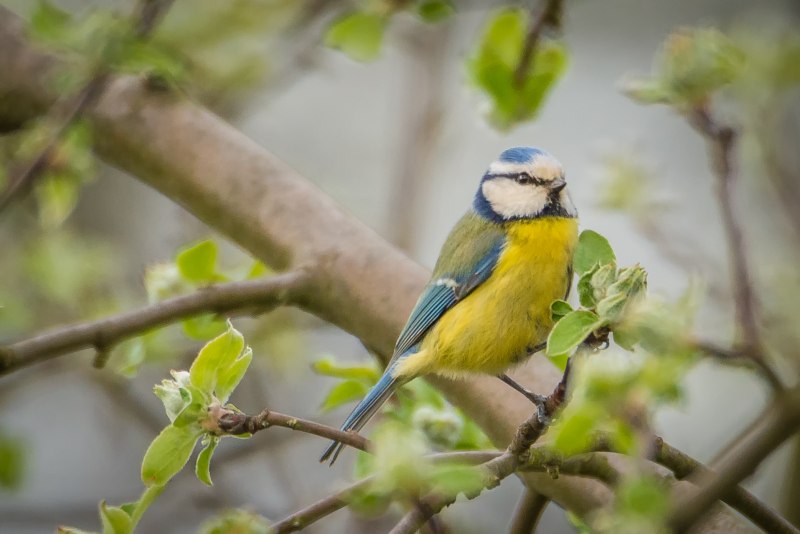 Синица Parus Major