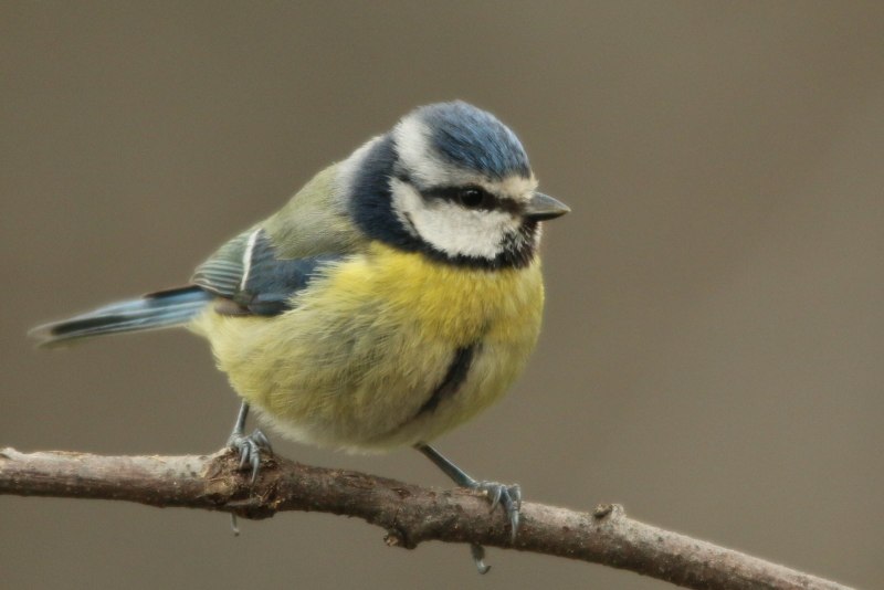 Лазоревка (cyanistes caeruleus)