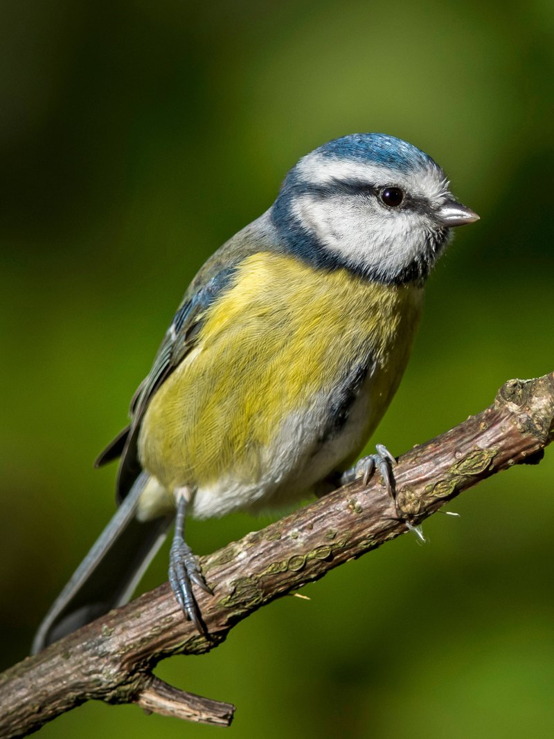 Parus Major Linnaeus, 1758