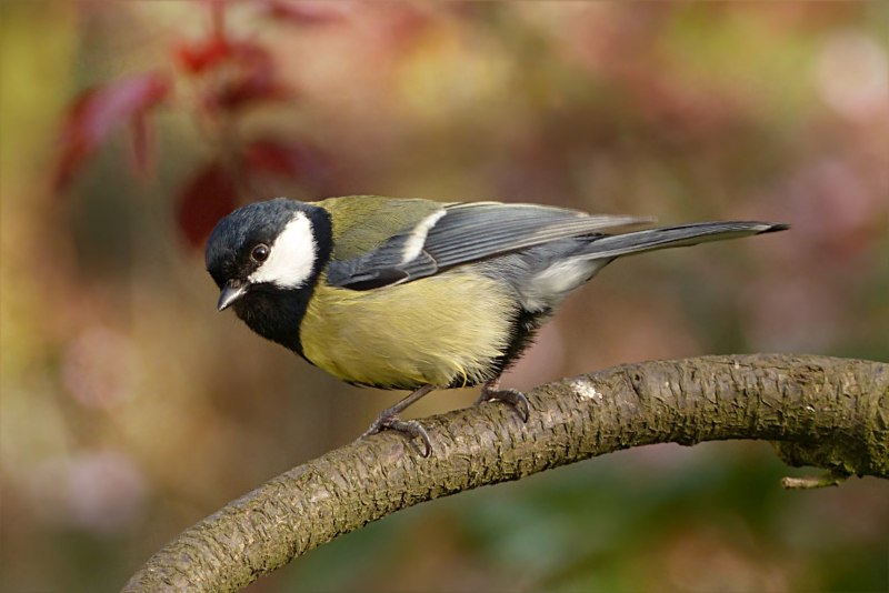 Синица Parus Major