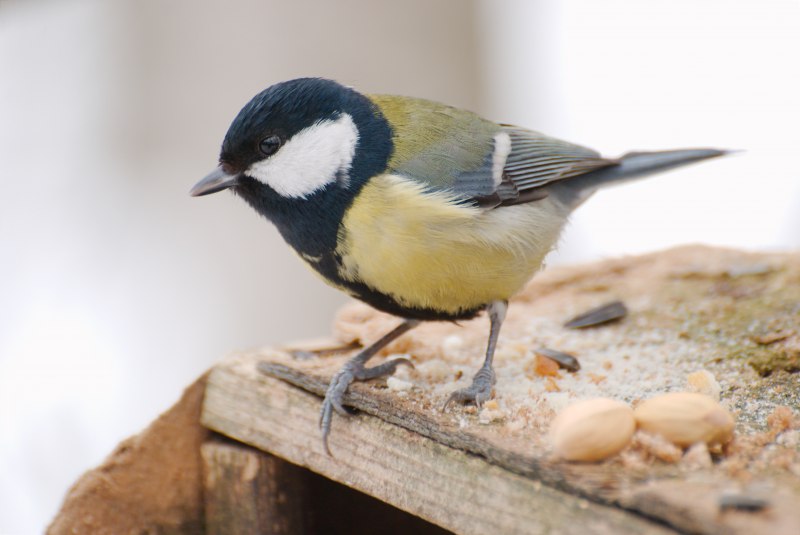 Большая синица Parus Major