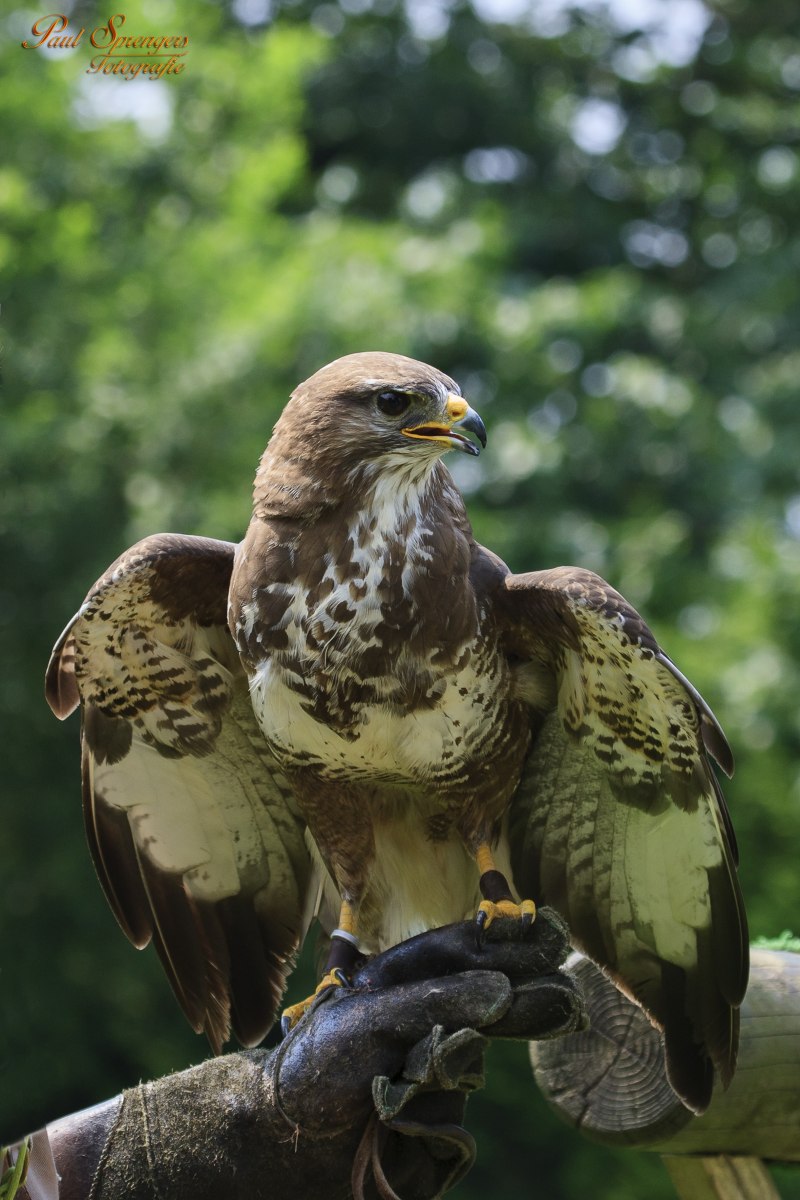 Королевский канюк