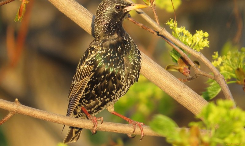Скворец обыкновенный ‒ Sturnus vulgaris (l., 1758)