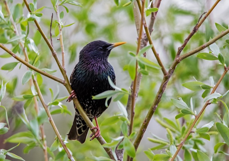 Камбоджийский скворец (Sturnus burmannicus)