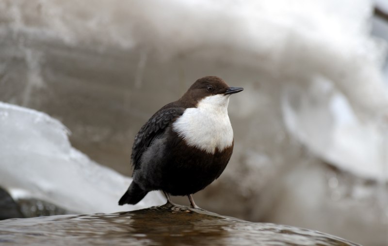 Оляпка cinclus cinclus