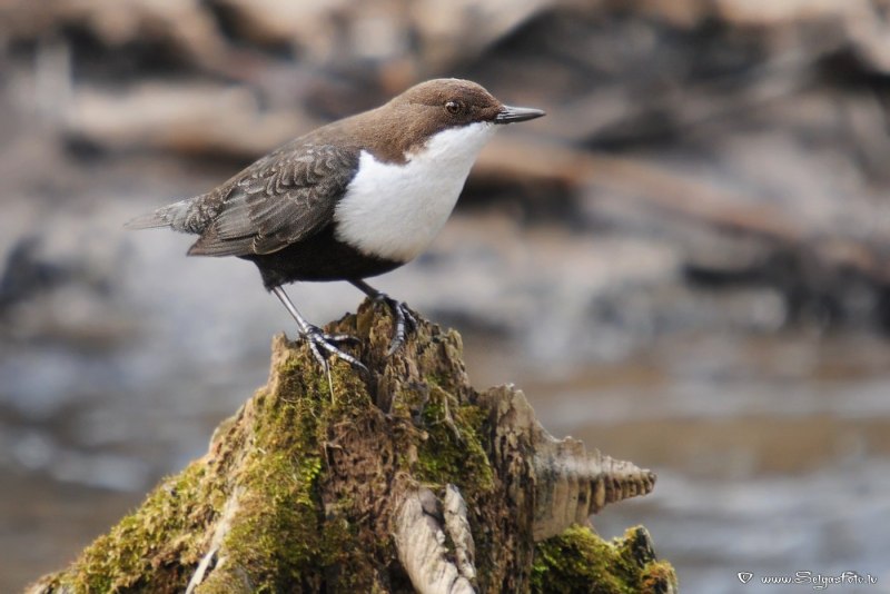 White-throated Dipper