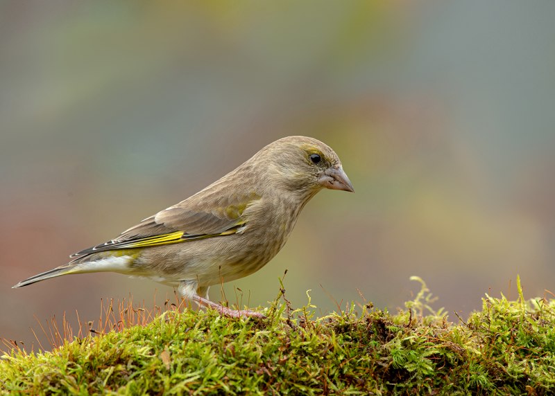 Зеленушка (Chloris Chloris)