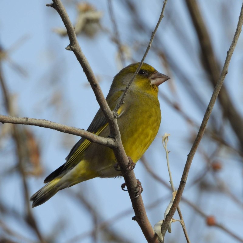 Зеленушка (Chloris Chloris)