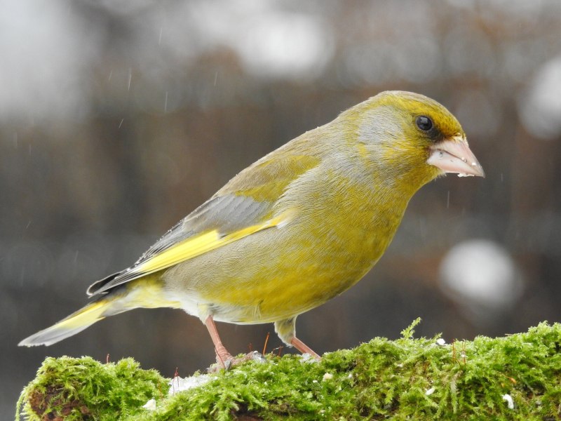 Зеленушка (обыкновенная зеленушка) (Chloris Chloris (Carduelis Chloris))
