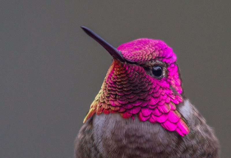 Hummingbirds Habitat