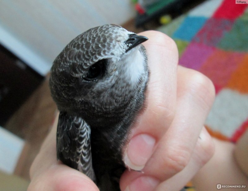 Стриж малый (APUS affinis)