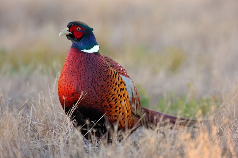 The common Pheasant (Phasianus colchicus)