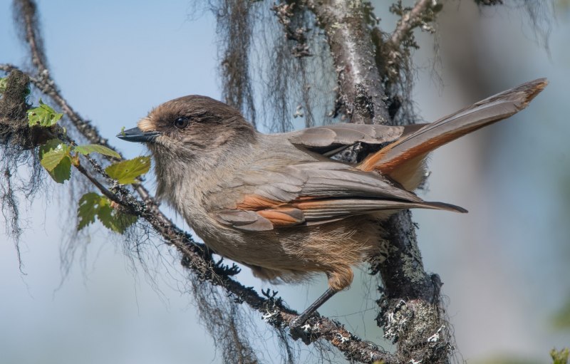 Кукша Perisoreus Infaustus