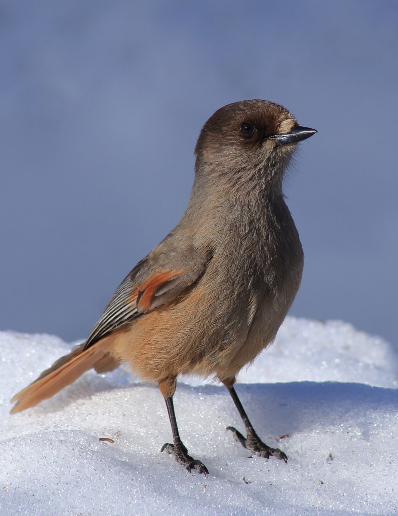 The Siberian Jay (Perisoreus Infaustus)
