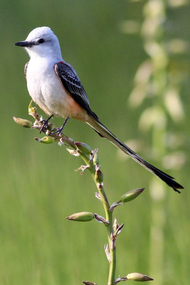 Tyrannus forficatus