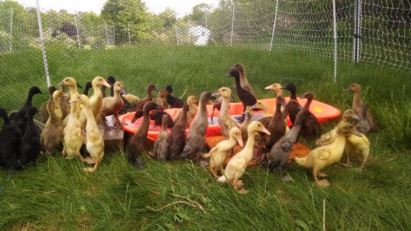 Загон с утками