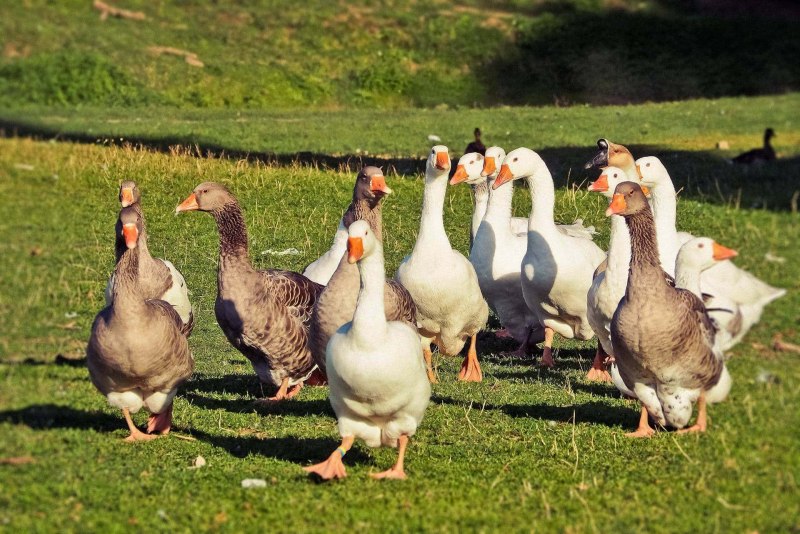 Домашние животные Гусь